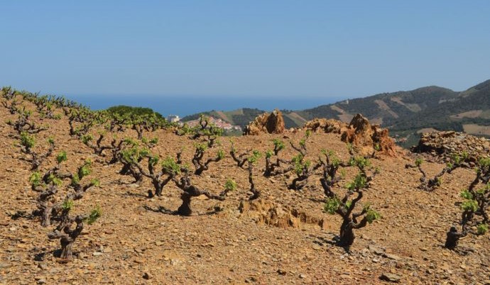 Roussillon Wines